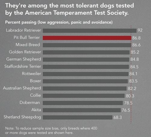 Pit Bull Tolerance