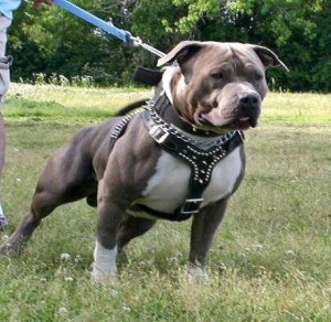 Pit Bull On LEash