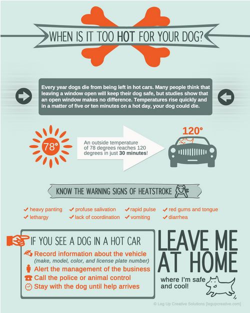 Do not leave dogs in hot cars - Infographic