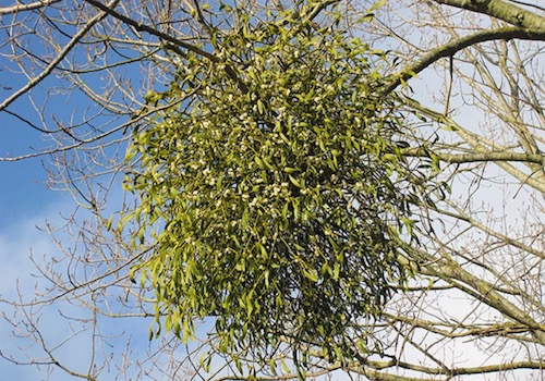 Large Bunch of Mistletoe Hanging from a Tree