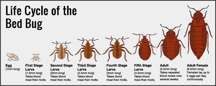 Carpet Beetles And Dermatitis Causes Prevention Nj Pest Control