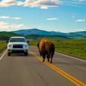 Fact or Fiction: You Can Be Arrested for Harassing Animals Fact or Fiction: You Can Be Arrested for Harassing Animals