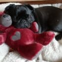 Fact or Fiction: A German City Sold A Family’s Dog on eBay to Pay Tax Debts Fact or Fiction: A German City Sold A Family’s Dog on eBay to Pay Tax Debts